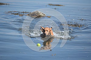 Little Red Duck Dog Retrieving a Tennis Ball in the Water