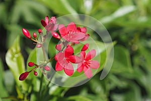 Little red flower closeup