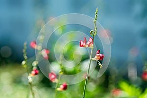 little red flowers