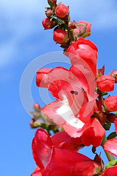 A little red flowers and blue sky