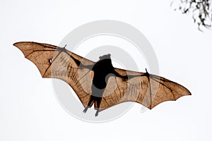 Little Red Flying Fox