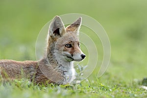 Little red fox