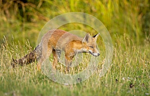 Little Red fox in the dunes