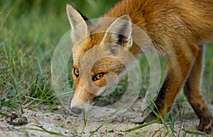 Little Red fox in the dunes