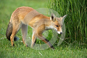 Little Red fox in the dunes