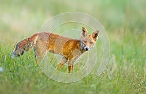 Little Red fox in the dunes