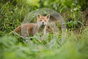 Little red fox looking to the camera on grass in spring