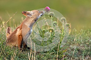 Little Red Fox near his hole sniffs a red flower