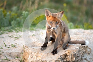 Little Red Fox sitting near his hole looking at the camera