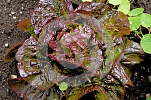 Little Red Gem Romaine Lettuce in a garden