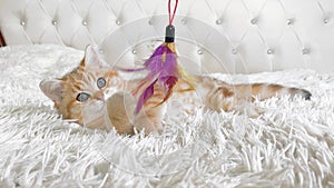 Little red ginger striped kitten lying on back and playing with toy at home on white bed. Adorable pets