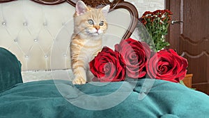 little red ginger striped kitten and red flowers on white bed in bedroom. British chinchilla cat.