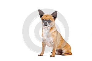 Little red-haired chihuahua breed dog on white background
