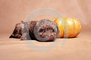 Little red-haired curly dog with a pumpkin