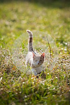 Little red kitten gets acquainted with nature in the village in the autumn grass