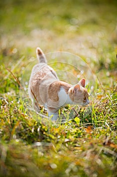 Little red kitten gets acquainted with nature in the village in the autumn grass