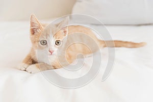 A little red kitten lies on the white bed of the house