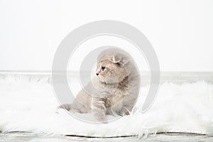 A little red kitten sits in a room on a fluffy white carpet