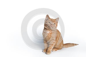 Little red kitten sitting isolated on white background.