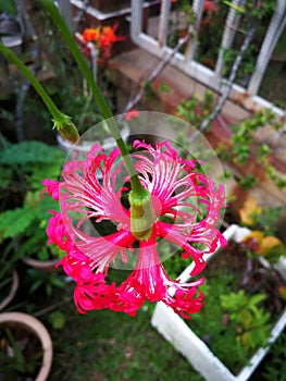 Little red lantern hibiscus