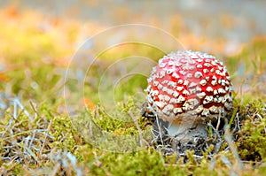 Little red mushroom in autumn forest