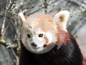 Little red panda at the food. Closeup while eating