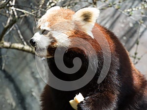 Little red panda at the food. Closeup while eating