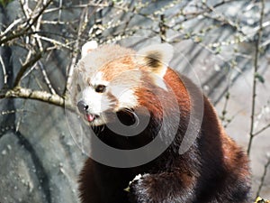 Little red panda at the food. Closeup while eating