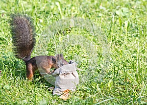 Little red park squirrel stands in green grass and searches for