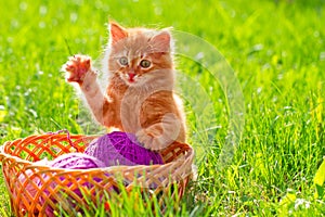 Little red playful kitten with a wool of thread on the green grass