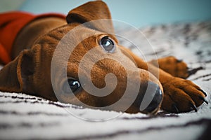 Little red puppy breed pinscher resting beautiful look animal