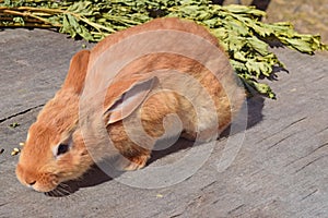 Little red rabbit, rabbit cub close-up of Flander breed, photo