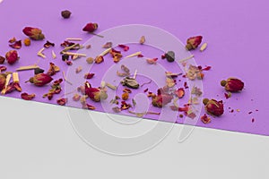 Little red roses on violet and white background