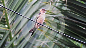 Little Red rumped swallow photo