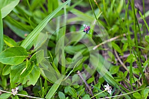 Little red spider in its web