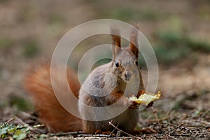 Little red squirrel