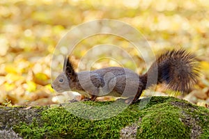 Little red squirrel