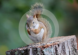 Little Red Squirrel