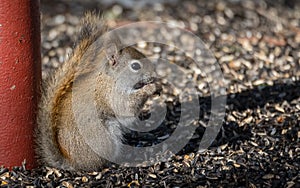 Little Red Squirrel eating seeds for breakfast in the early springtime sun.