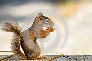 Little red squirrel enjoys a snack