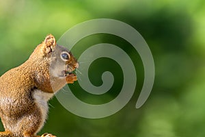 Little red squirrel enjoys a snack against forest green background