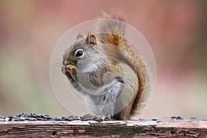 Little Red Squirrel in Fall