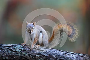 Little Red Squirrel in Fall