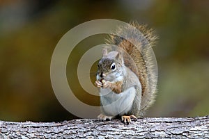 Little Red Squirrel in Fall eating a Nut