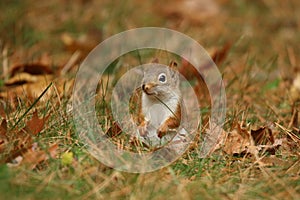 Cute Little red squirrel Sitting in Fall leaves photo