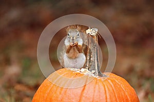 Cute Little red squirrel Sitting on a Pumpkin in Fall photo