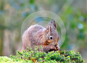 Little red squirrel is nibbling on a hazelnut while sitting in the forest