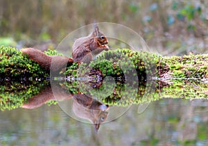 Little red squirrel is nibbling on a hazelnut while sitting in the forest