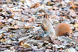 Little red squirrel sitting on dry fall foliage and eating nuts
