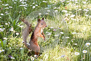 Little red squirrel standing on grass with blossoming daisy flow